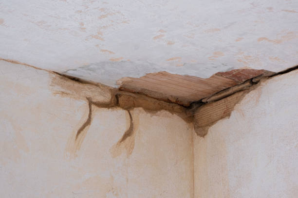Best Professional water damage repair  in Colesville, MD